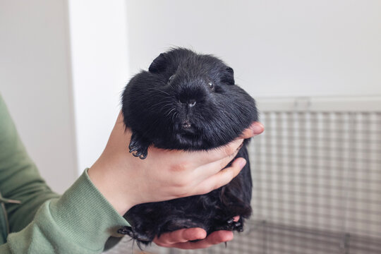 Pogs the Guinea Pig