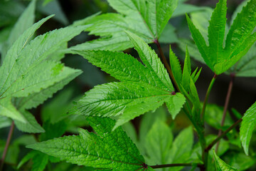 close up of leaves Rosella