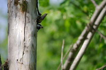 chickadee on a tree