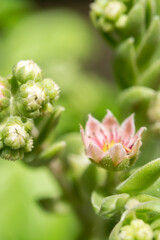 Hens and Chicks succulent plant blooming in a garden; pink delicate flowers with lush green background