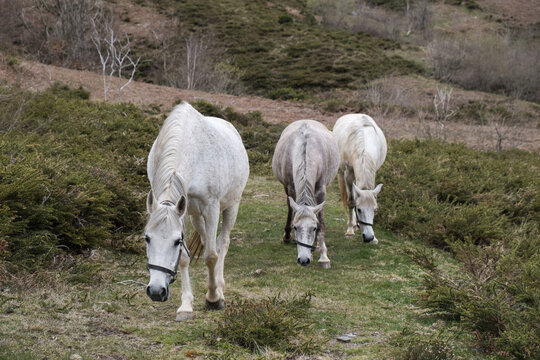 3 horses walking head low in search od the perfect grass
