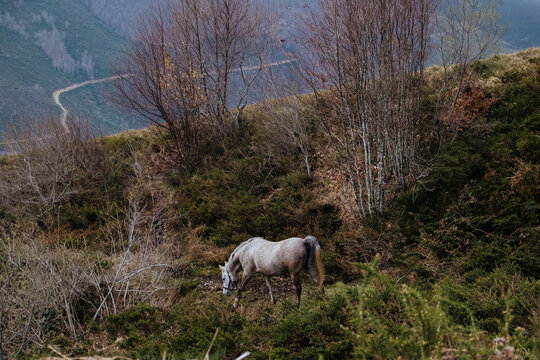 roan mare walks on a trail