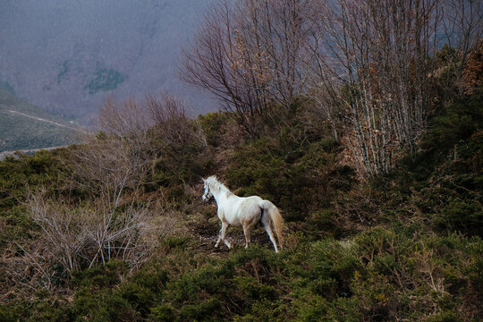 a white horse trots through dark green vegetation 