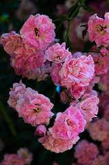 pink and white roses
