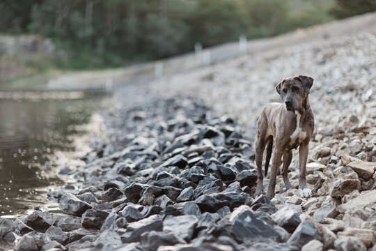 Great Dane standing on embankment of dam