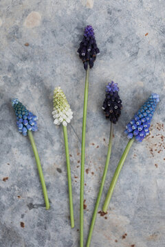 Grape hyacinths collection