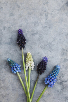 Mix of different muscari flowers