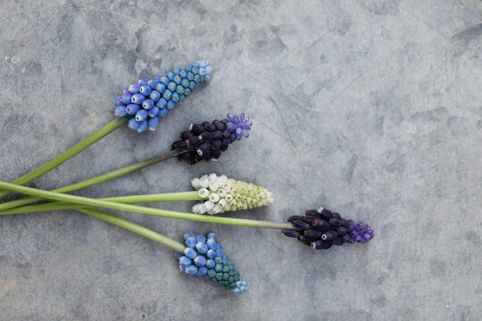 Various types of Muscari flowers