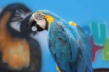 blue and yellow macaw