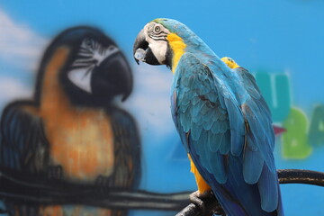blue and yellow macaw