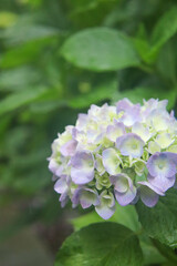 アジサイ あじさい 綺麗 かわいい 美しい 可憐 さわやか 花びら 梅雨 雨 紫 ピンク 