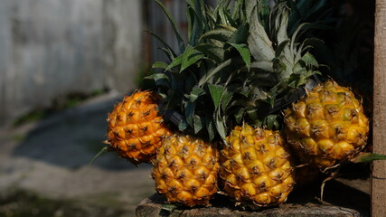 Four ripe pineapples are yellow. Focus selected