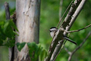 chickadee on a tree