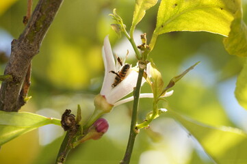 Abeja en flor de limón