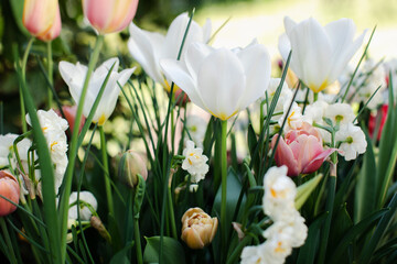 Many tulip and daffodils flowers in garden