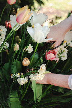 Gardener picking tulip with scissors