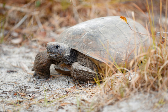Gopher Tortoise