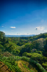 Fototapeta na wymiar landscape at the coffee plantation