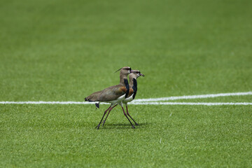 white tailed pheasant