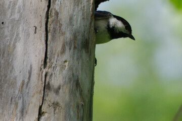 chickadee closeup on a tree