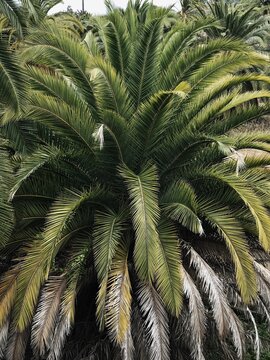 Green tropical palm leaves. Beautiful exotic pattern of nature. 