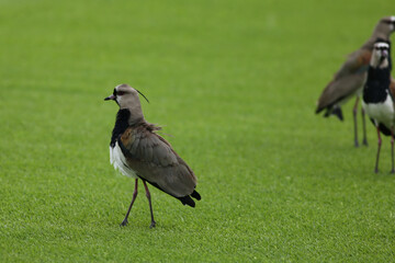 crowned night heron