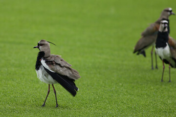 black crowned crane