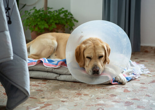 Labrador with a buster collar