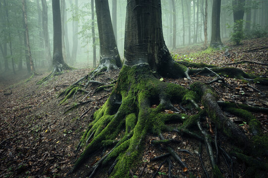 Giant roots with green moss in mysterious forest