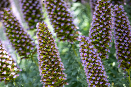 Echium Candicans