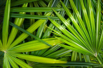 leaves of a palm tree background