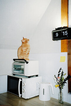Peanuts the cat
