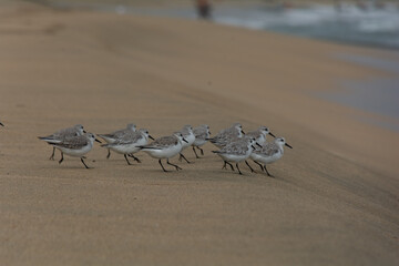 Birds on the beach