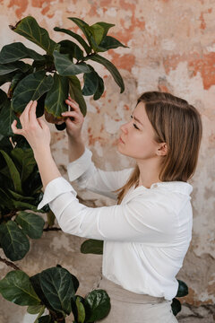 Tender woman caring about Fiddle leaf fig plant at home