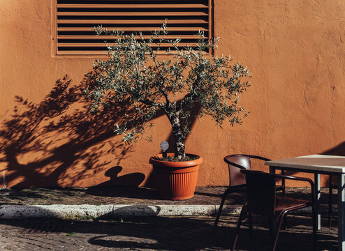An olive tree in a pot against the wall.