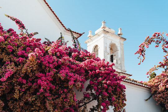 Bougainvillea with white building
