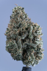 Cannabis Flower Macro - Strain: Pineapple Cake