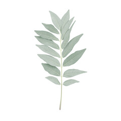 Pastel green leaves on white