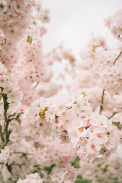 Soft pink coloured cherry blossom tree in springtime