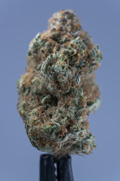 Cannabis Flower Macro - Strain: Sundae Driver