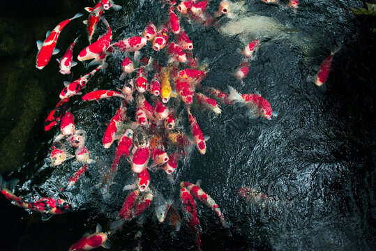 Fishes being fed 