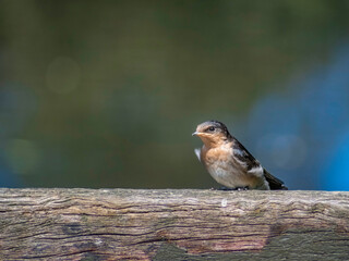 Welcome Swallow