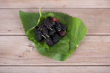 Fresh mulberry leaves on a bunch of fresh mulberries