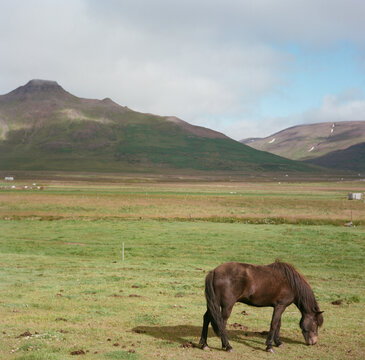 Icelandic Horse