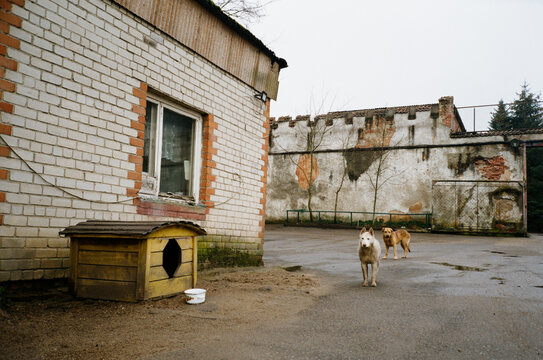 Watchdogs are watching you