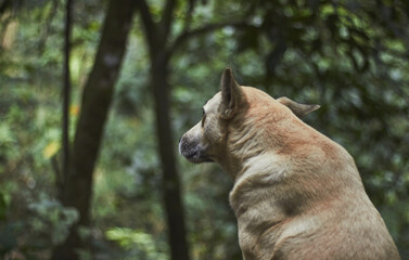 Naklejka premium Pet poses for the photo while taking care of the country house.