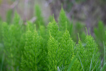 Selective focus shot of green, field horsetail leaves during daylight - obrazy, fototapety, plakaty