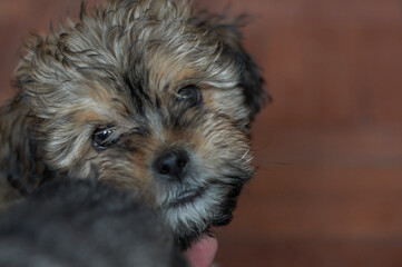 The dark eyes of a puppy.