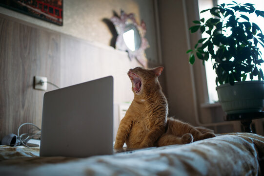 ginger cat working from home 