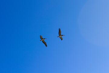 Dos gabiotas volando bajo el cielo azul